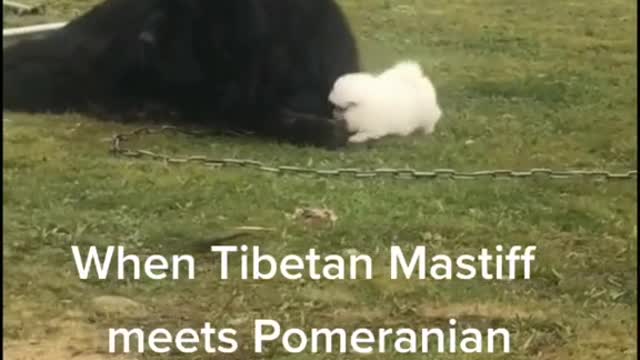 When Tibetan Mastiff meets Pomeranian - Meet The Big Boss