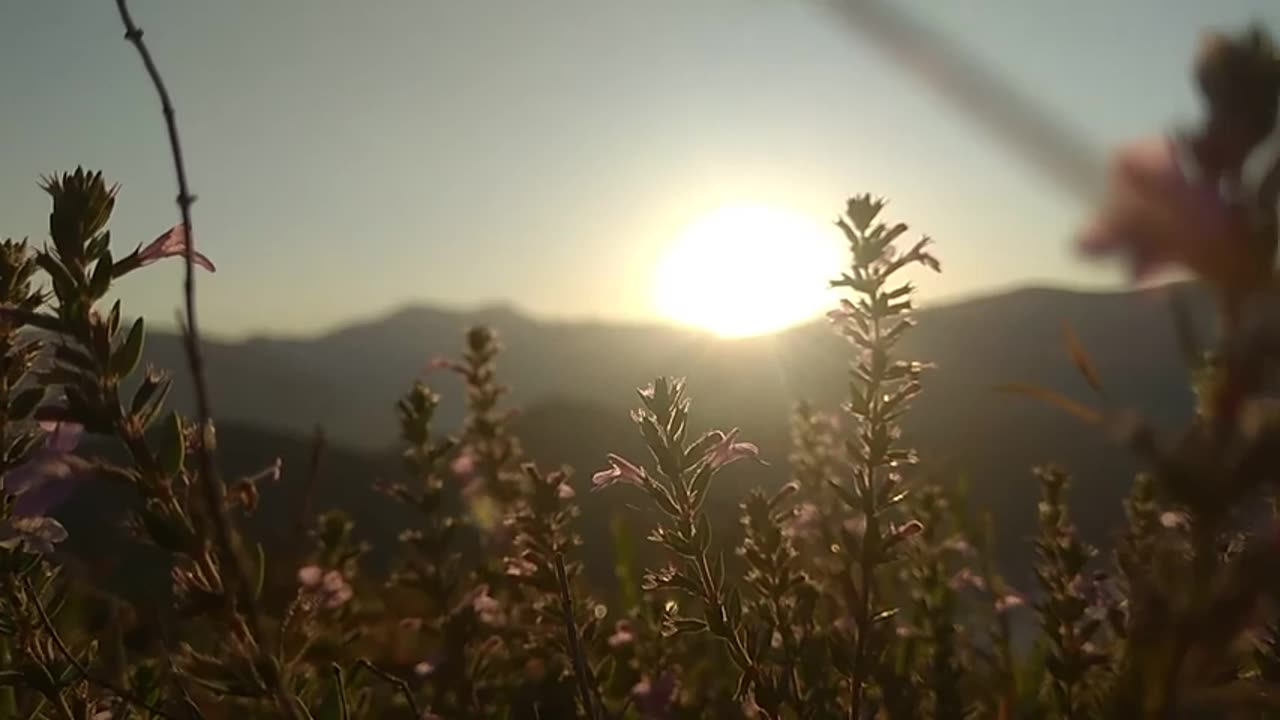 Beautiful Sunrise _ The Flowers _ _ NATURE