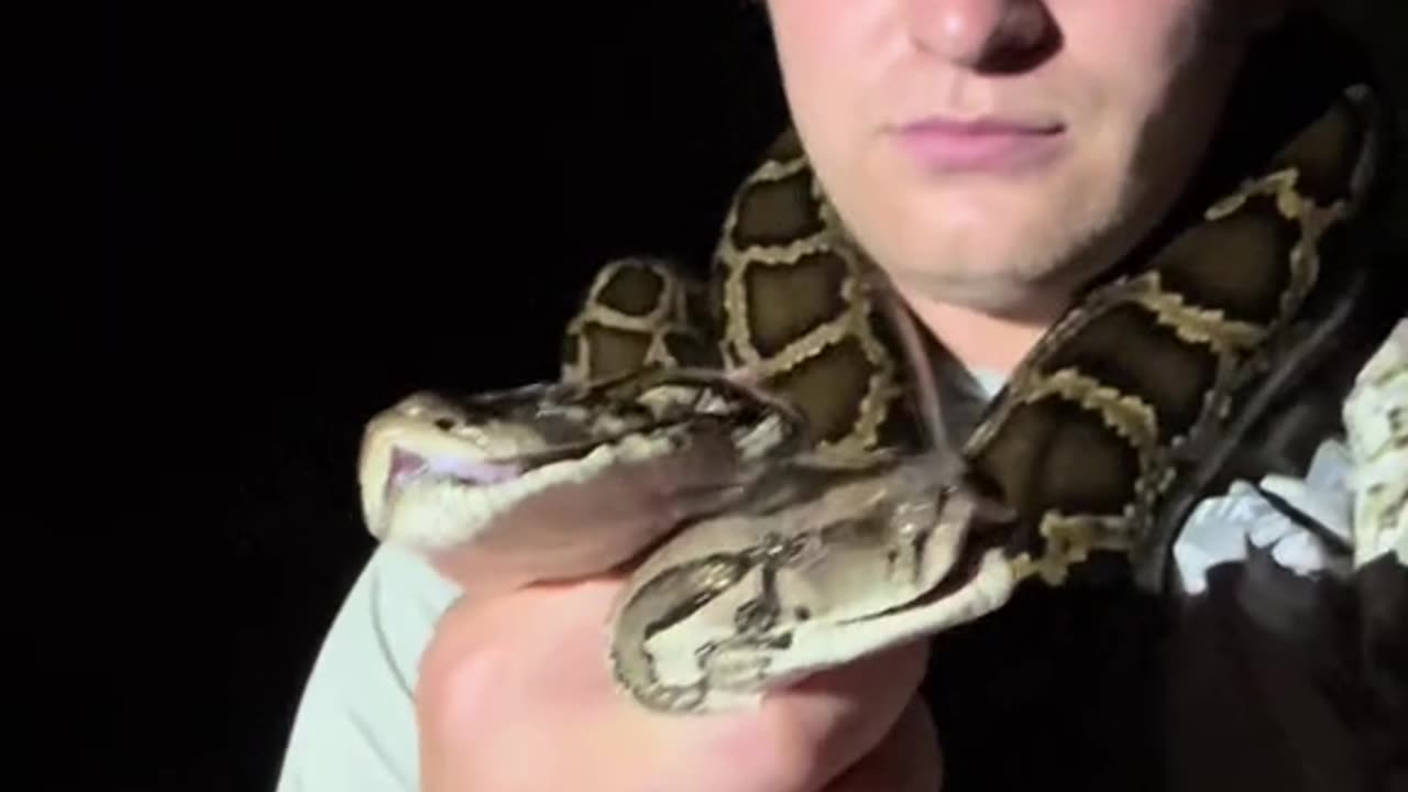 Catching as many pythons as I can! #everglades#snake