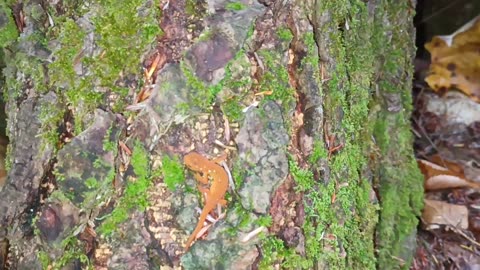 Not So Nimble Newts