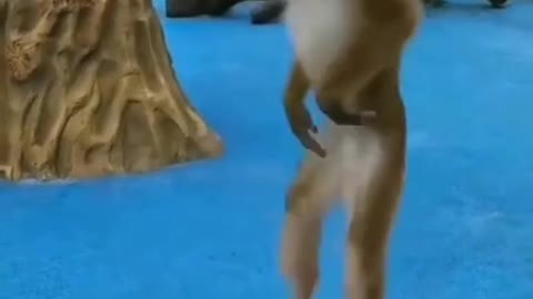 Monkey is having fun on a Drum