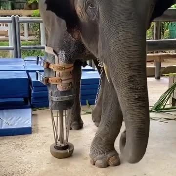 Cute, Animals, smart,dogs,puppies😍😍😍😍😍😍😍😘😗😢💓💓💓💓💓