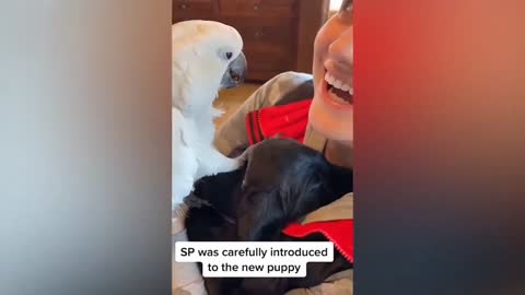 Adorable Parrot Confesses Love