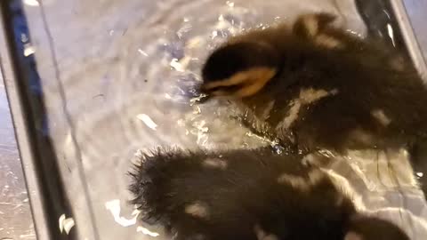 Ducks first bath