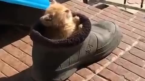 Sleeping in a shoe!