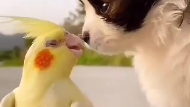 adorable dog plays with little bird