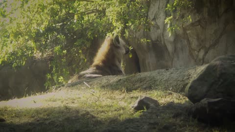 The hyena sits on the ground in front of his hideout