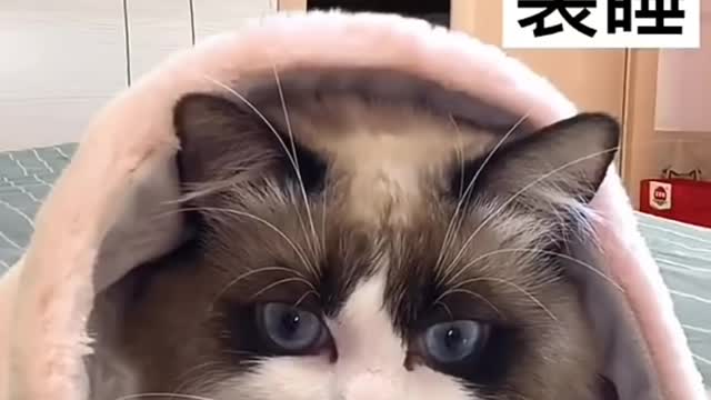 Cute and Funny Cat Video Compilation 2021