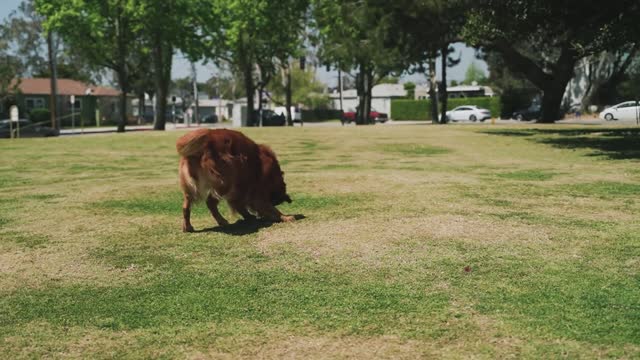 Dog training pappy video dog training