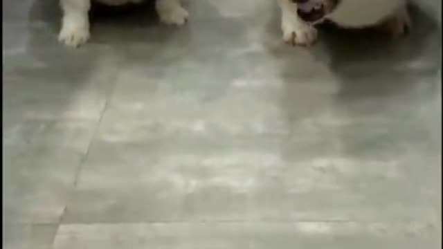 Funny Dog will make you smile