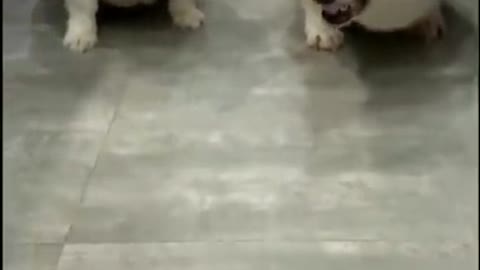 Funny Dog will make you smile