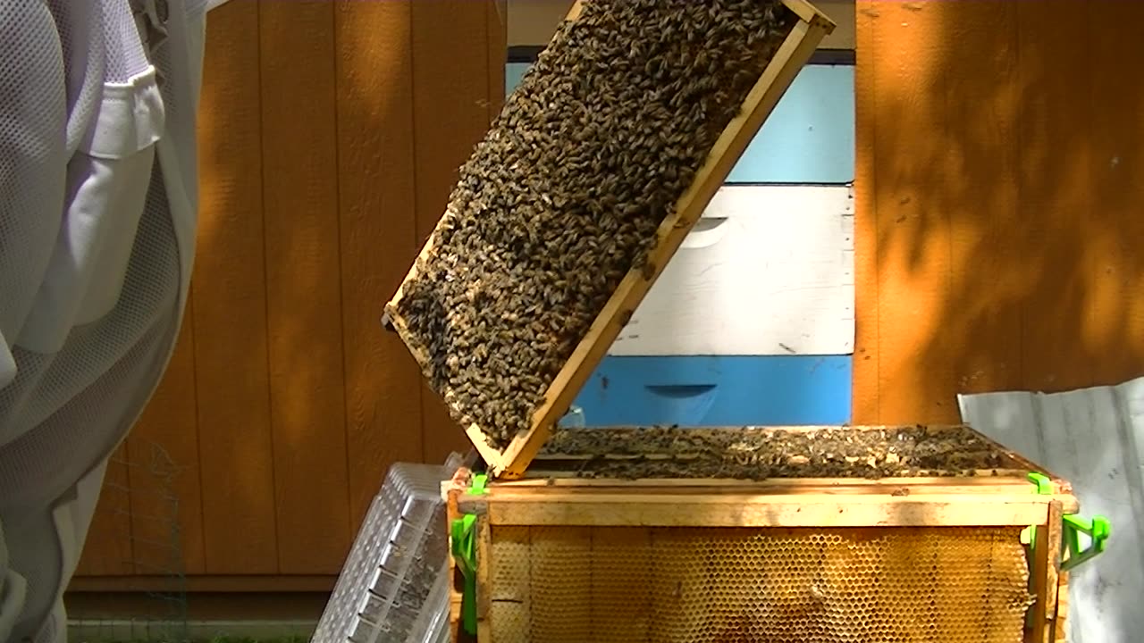 Brown beehive inspection 7-21-2024