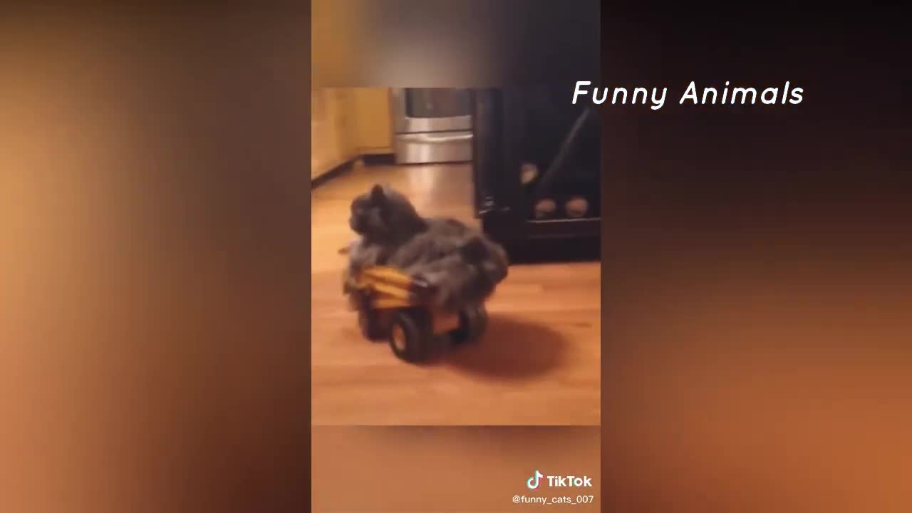 Funny Cat Videos that Will 100% Make You Laugh 😂 | Cat TikTok | Funny Cat TikTok Compilation