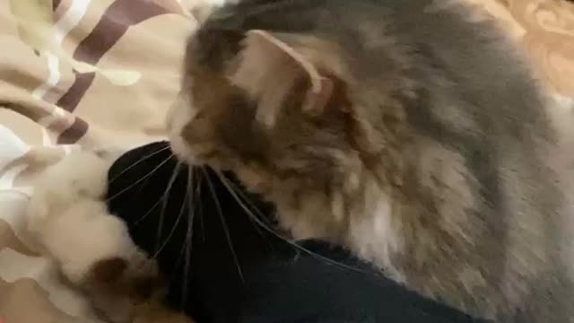 how the cat plays with the leg