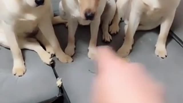 You will get stomach ache by looking this dogs..