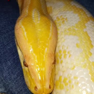 Albino python🌼
