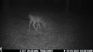 Great clip of two deer (does) getting a snack, 4 of 4, 3-3-21