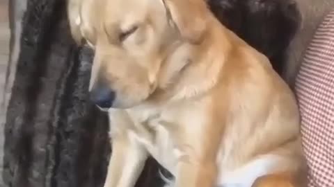 Cute dog is sleeping