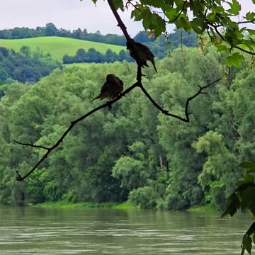 Two beautiful birds on a tree / birds next to a river.