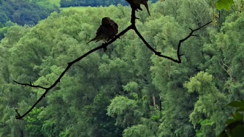 Two beautiful birds on a tree / birds next to a river.