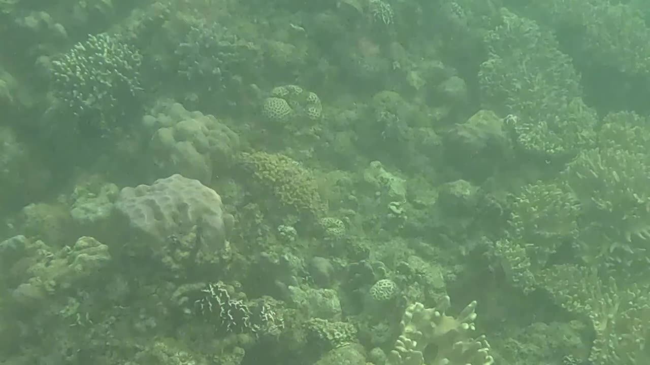 Snorkeling Through a Rejuvenating Coral Reef Oasis