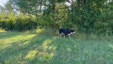 Grosser Schweizer Sennehund- Grand Bouvier Suisse_batch