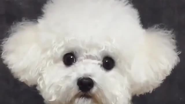Isn't this a cute and fluffy transformation? 💕