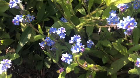 Nature in the wild garden.