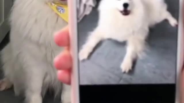 SMART DOG DOING AMAZING TRICKS / FUNNY DOG / CUTE DOG