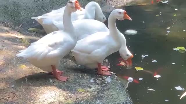 White Swan by the pool