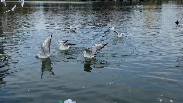 birds-flying-on-the-water