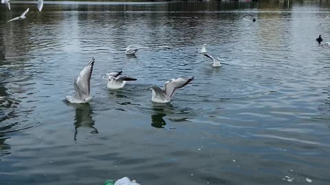 birds-flying-on-the-water