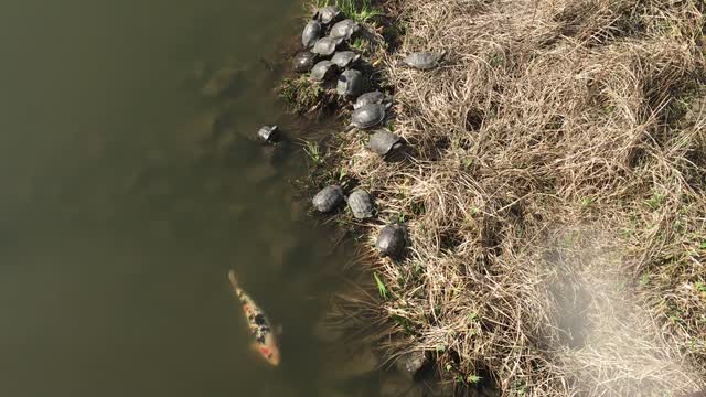 Lots of turtles