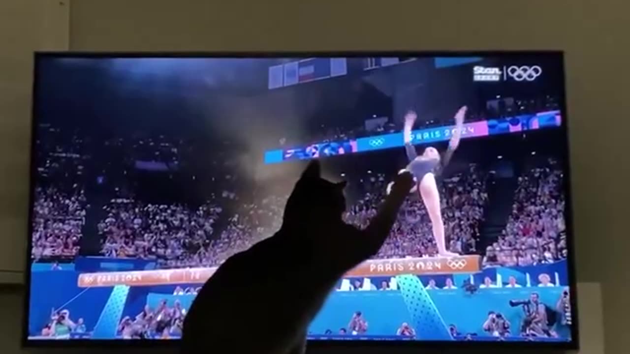 Cat saves gymnasts performance from failure