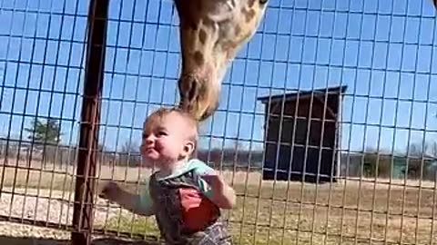 Hilarious Giraffe LIFTS Boy Off Ground 😲 😅 | FUNNIEST Pets Of The Month