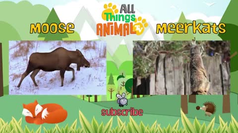 SPIDER Animals For Kids | All Things Animal