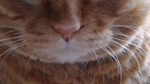 Does anyone like fat cats?