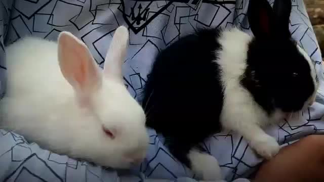 Cute bunny