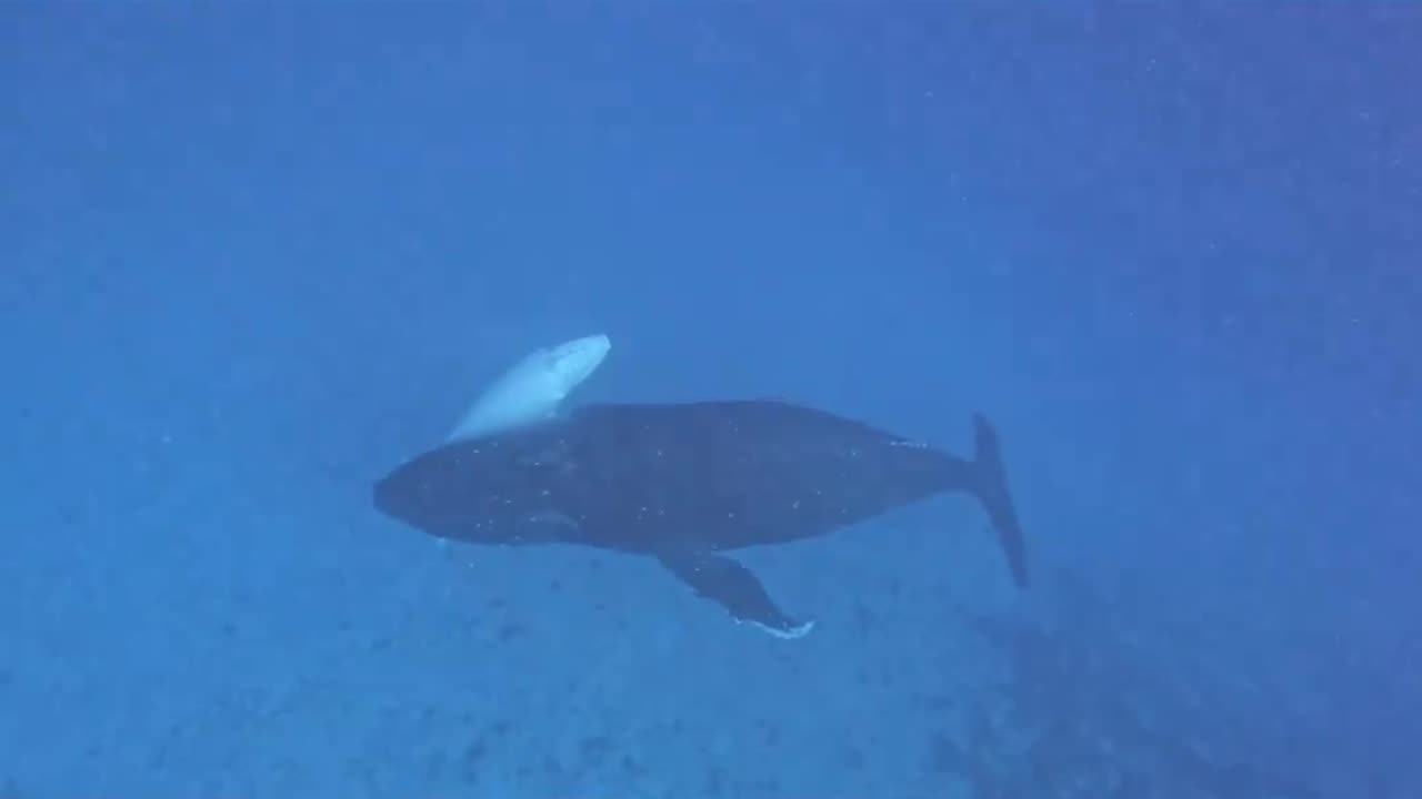 Divers off the coast of Tonga encountered a rare “fully white humpback baby whale” 🐳 with its mother