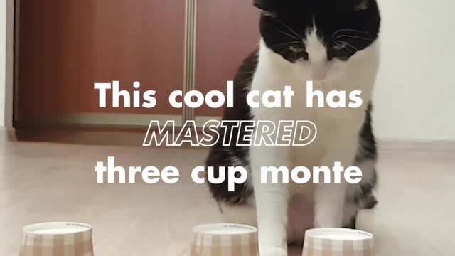 e'Three Cup monte' we'd tak...