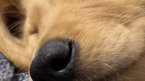 Healed by the cute sleeping face of the puppy