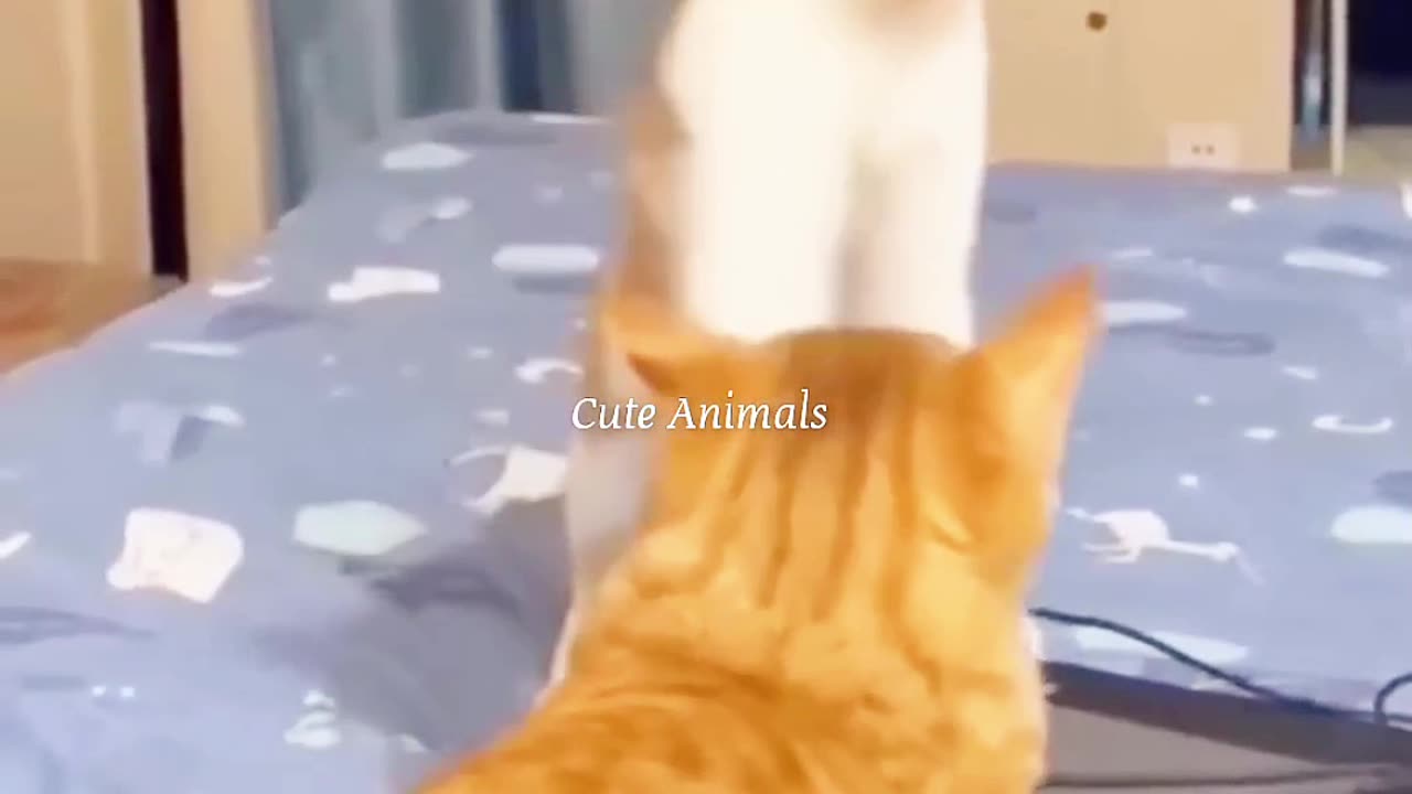 Cat's funny video 🤣🤣🤣