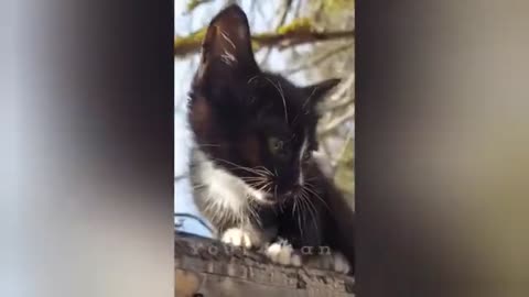 20 minutes of adorable cats and kittens videos to keep you smiling