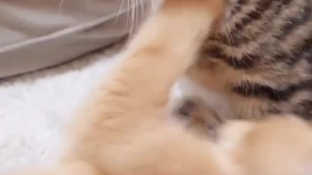 Cute cats are enjoying their life