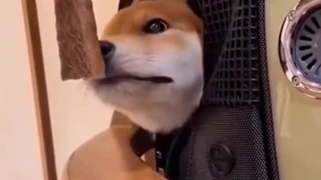 Funny Animal dog funny 🤣