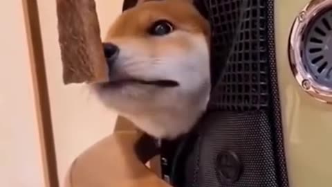 Funny Animal dog funny 🤣