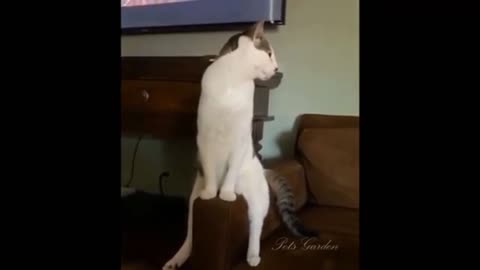 videos of the most fun and cute animals