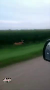Deer running down the road very fast
