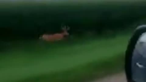 Deer running down the road very fast