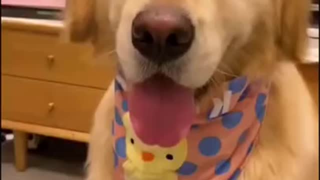 Baby dog taking a bath cleaning up and blow drying and gets ready for the night out